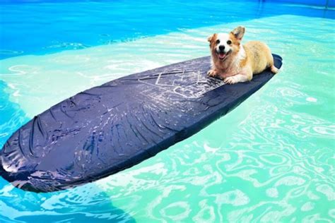 妙 狗 寵物 游泳池